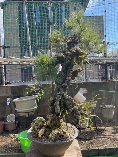 完売⑦錦松　盆栽