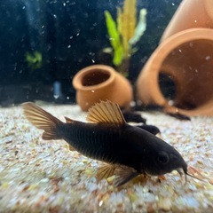 楽天市場】25cm（観賞魚｜熱帯魚・アクアリウム）：ペット