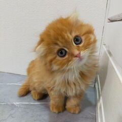 スコティッシュロング女の子