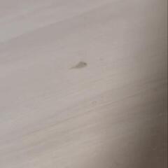 ダイニングセットの画像