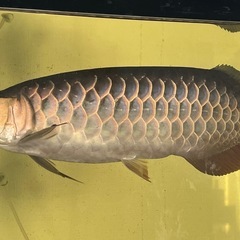アロワナ 熱帯魚 （量産される絶滅危惧種アジアアロワナの危険な