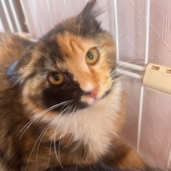 🐱猫ちゃん触れ合い譲渡会🐾