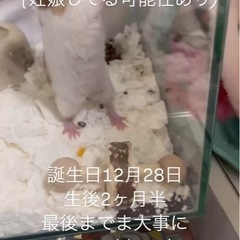 ゴールデンハムスター里親募集