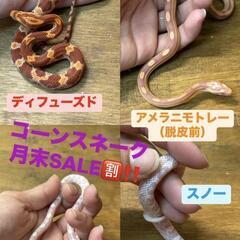 月末Sale📢コーンスネーク各種対象✨️