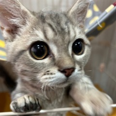 ご家族決まりましたので受付終了します。