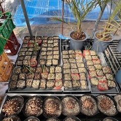 ココスヤシシルバーの苗🌱90ポット❗️種サービス付き❗️

