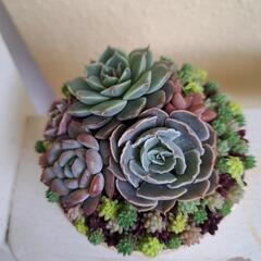 多肉植物 寄せ植えの画像