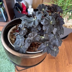 観葉植物 レックスベゴニア ダークマンボ