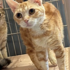 カーリーヘアのマンチカン 