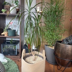 観葉植物 ドラセナ レインボー
