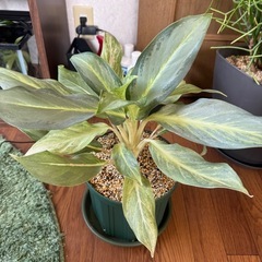 観葉植物 アグラオネマ ゴースト2
