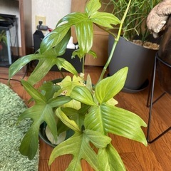 観葉植物 フィロデンドロン フロリダ ゴーストミント