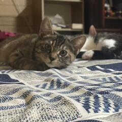 【急募】猫さん残り1匹　♀