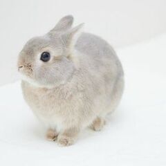 新規グルチャ★４０歳以上募集してます