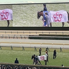 【満員御礼受付終了】競馬仲間募集🏇3月16日中山競馬場スプリングSに行きませんか〜！ − 東京都