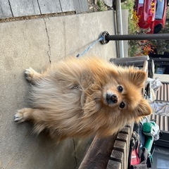 ポメラニアン - 犬