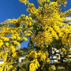 残りわずか。満開です！ フレッシュ ミモザ 1本200円 の画像