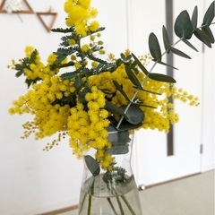 残りわずか。満開です！ フレッシュ ミモザ 1本200円 の画像