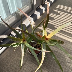 キダチアロエ