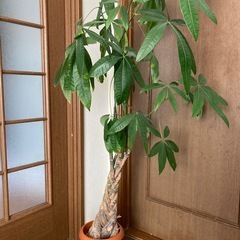 観葉植物　パキラ