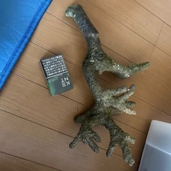ライブロック