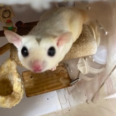 新しい飼い主様がみつかりました　フクロモモンガ　オス　1歳