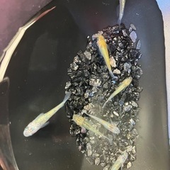【小城メダカ】完売しました🙇‍♂️初売り✨３ペア＋1‼️