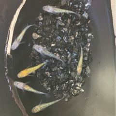 【小城メダカ】完売しました🙇‍♂️初売り✨３ペア＋1‼️の画像