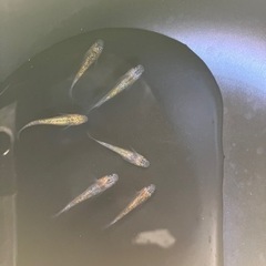 【小城メダカ】完売しました🙇‍♂️①初売り✨夜桜メス多め‼️の画像