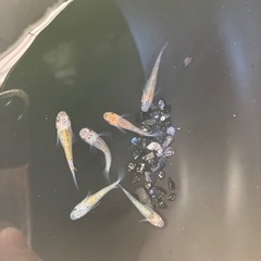 【小城メダカ】完売しました🙇‍♂️②初売り✨夜桜メス多めセット‼️の画像