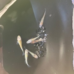 【小城メダカ】完売しました🙇‍♂️②初売り✨夜桜メス多めセット‼️の画像