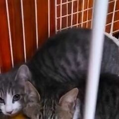 元気な子猫さん