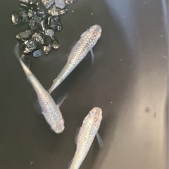 【小城メダカ】完売しました🙇‍♂️初売り✨スーパーラメ1P＋1