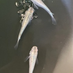 【小城メダカ】完売しました🙇‍♂️初売り✨スーパーラメ1P＋1の画像