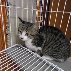 可愛い生後半年くらいの子猫さん