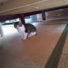 可愛い子猫 生後半年くらい