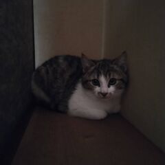 可愛い子猫さん