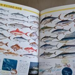 こどものずかん　うみのいきもの　うみのさかな　サファリ　どうぶつえん　えほんの画像