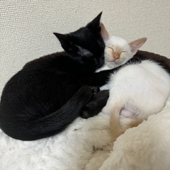 ❁⃘精神疾患の為のグル❁⃘ - 千代田区