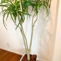 【ディノス】インテリアグリーン⭐︎CT触媒⭐︎ユッカの画像