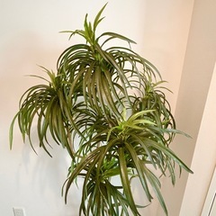 【ディノス】インテリアグリーン⭐︎CT触媒⭐︎ユッカの画像