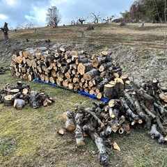 津軽林檎原木玉切
の画像