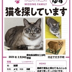 完全室内飼いの猫が行方不明になりました。
