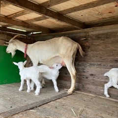 ヤギの餌（下さい）お礼に平飼い新鮮卵差し上げます。の画像