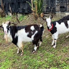 ヤギの餌（下さい）お礼に平飼い新鮮卵差し上げます。の画像