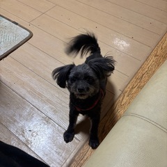 茨城県龍ヶ崎市　混血犬3才