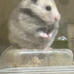 ハムスターのおやつやご飯をくださる方募集しています。