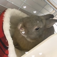 ネザーランド − 埼玉県