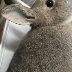 ネザーランド - さいたま市