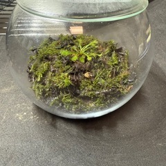 苔テラリウム　食虫植物　モウセンゴケの画像
